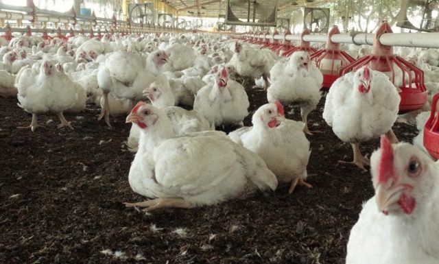 Influenza_Bolivia_AN