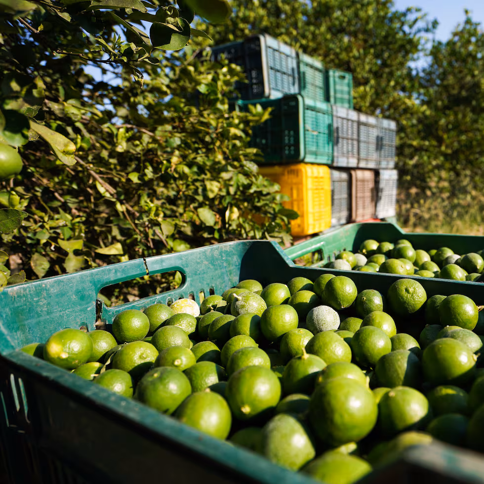 Limoneros